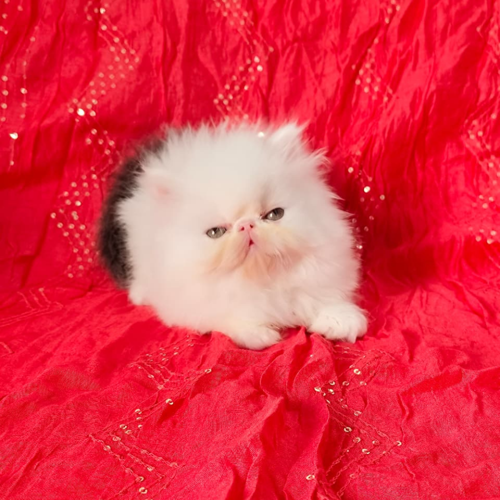 Cats & Kittens