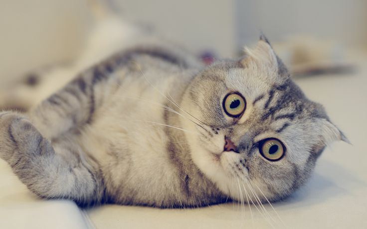 Scottish Fold | Chincila Variations kitten available in Ainavilli