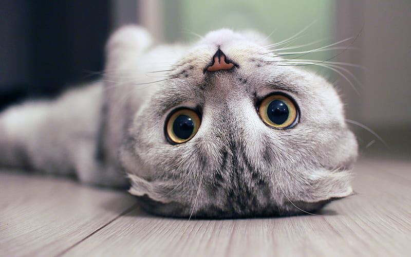 Scottish Fold | Chincila Variations cat in Ainavilli