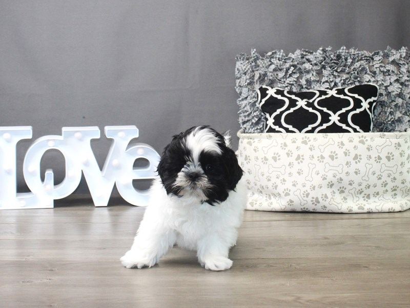 Shih Tzu | Black & White available in Amarchintha