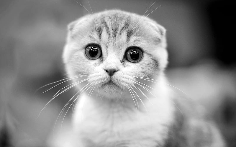 Scottish Fold Kitten for sale in Bhamini