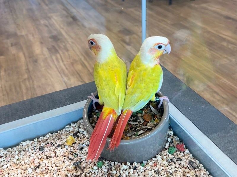 Sun Cheek Conure for sale in Alwal