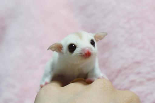 Sugar Glider | White (Lucy) available in Amarchintha