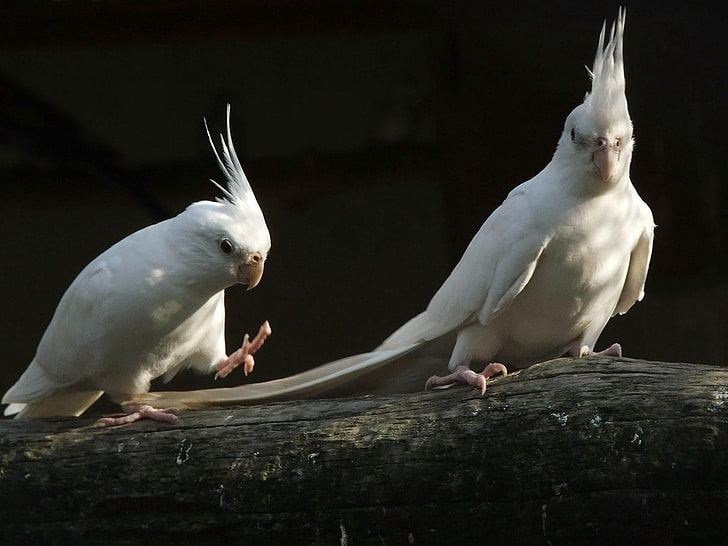 Albino Cockatiel available in Amarchintha
