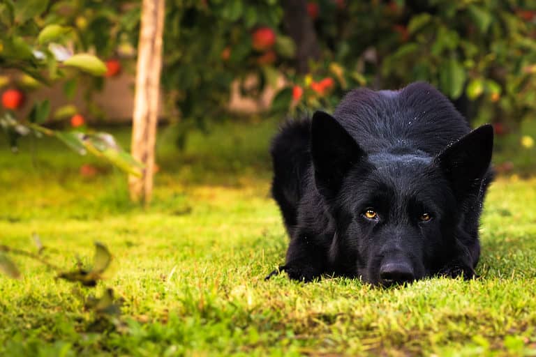 German Shepherd | Pure Black for sale in Chegunta