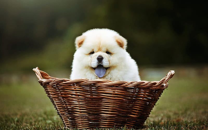 Chow Chow Puppy | Cream Color