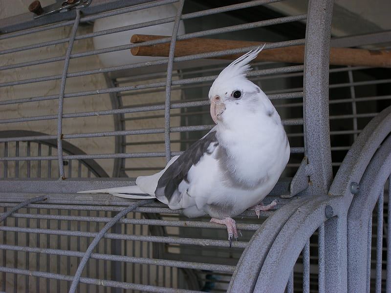 Cockatiel White Face available in Amarchintha