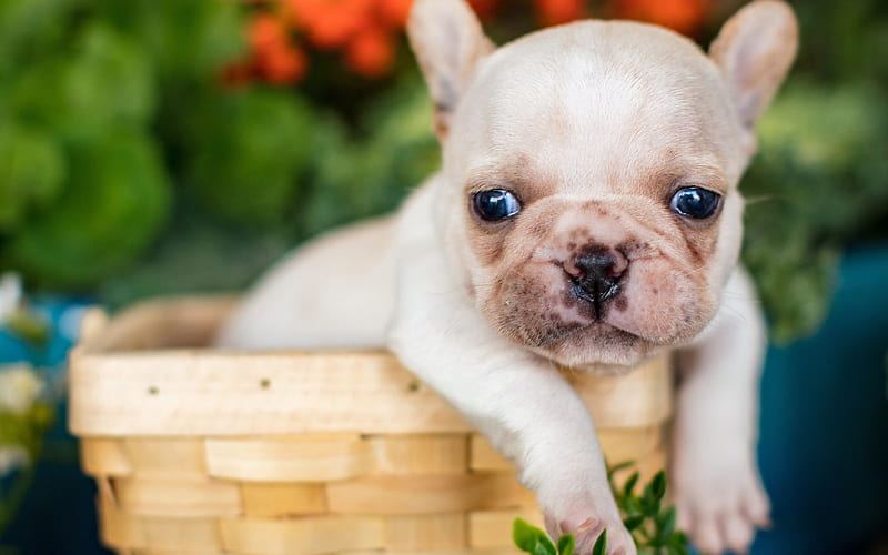 French Bulldog | White for sale in Chegunta