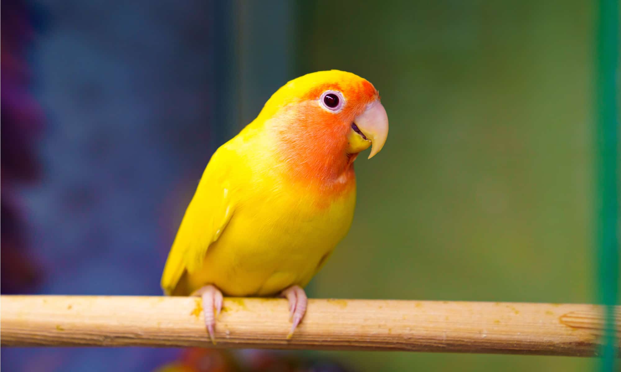 African Love Birds - African Love Birds | Yellow & Orange - in Gurgaon