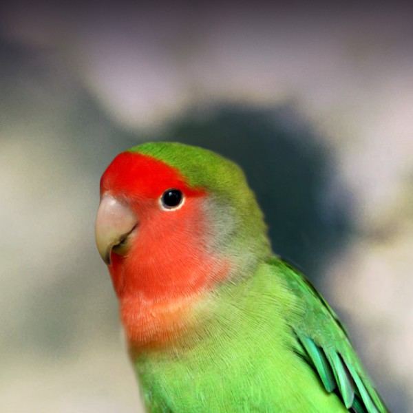 African Love Birds Peach Face available in Amarchintha