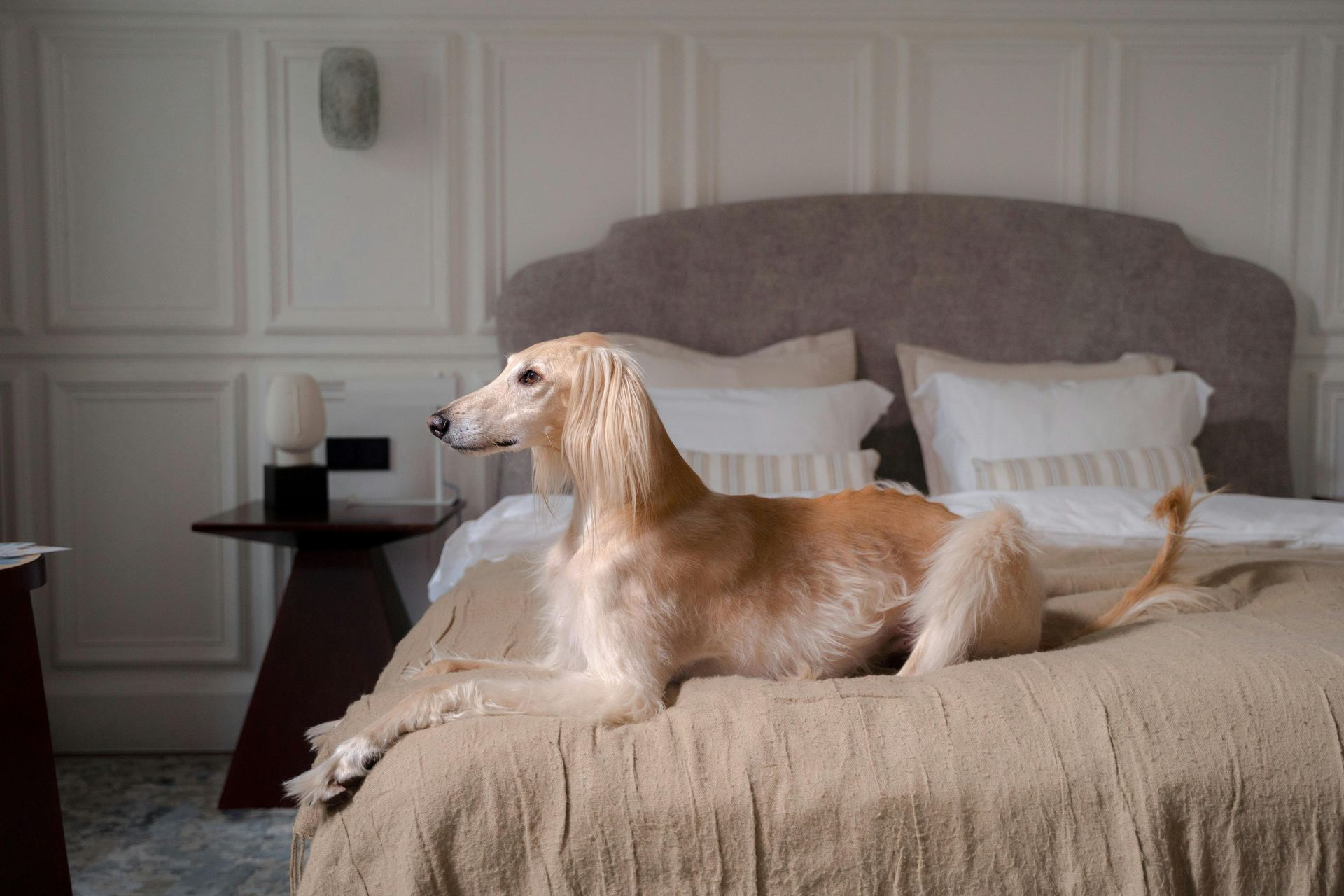 Afghan Hound Puppy - Afghan Hound Puppy