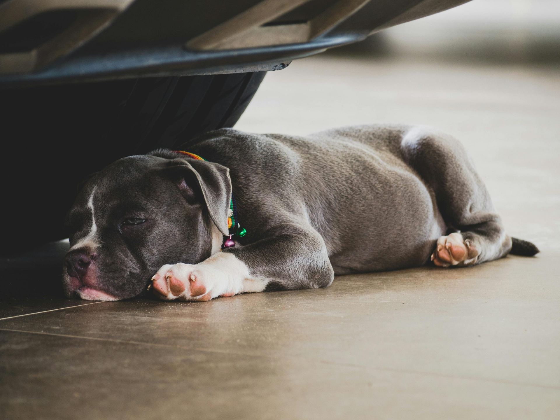 American Bully Pocket Size Puppy - American Bully Pocket Size Puppy