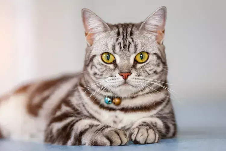 American Short Hair Kitten - American Short Hair Kitten