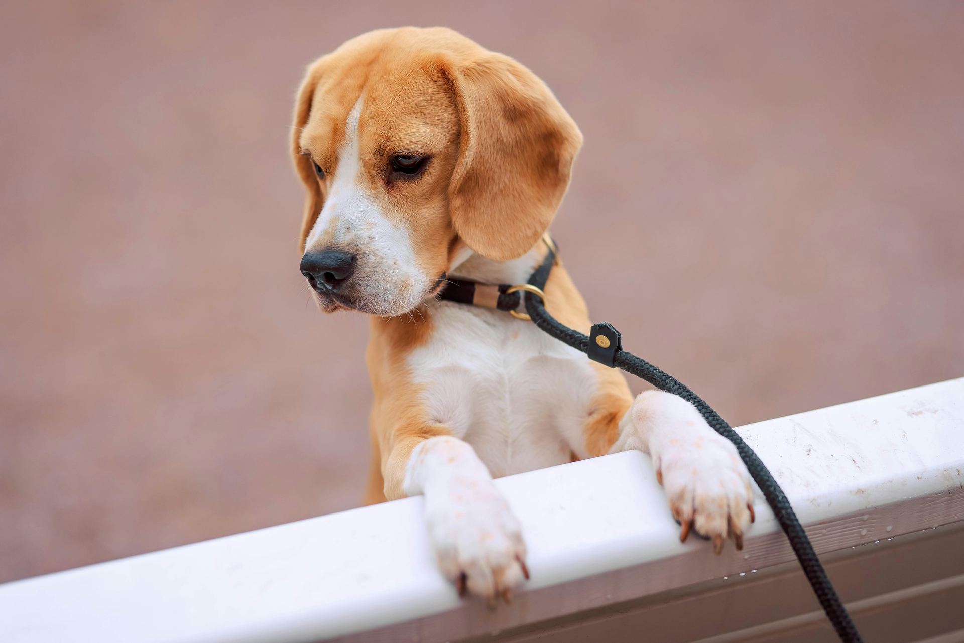 Beagle | Lemon & White | Puppy for sale in Adoni