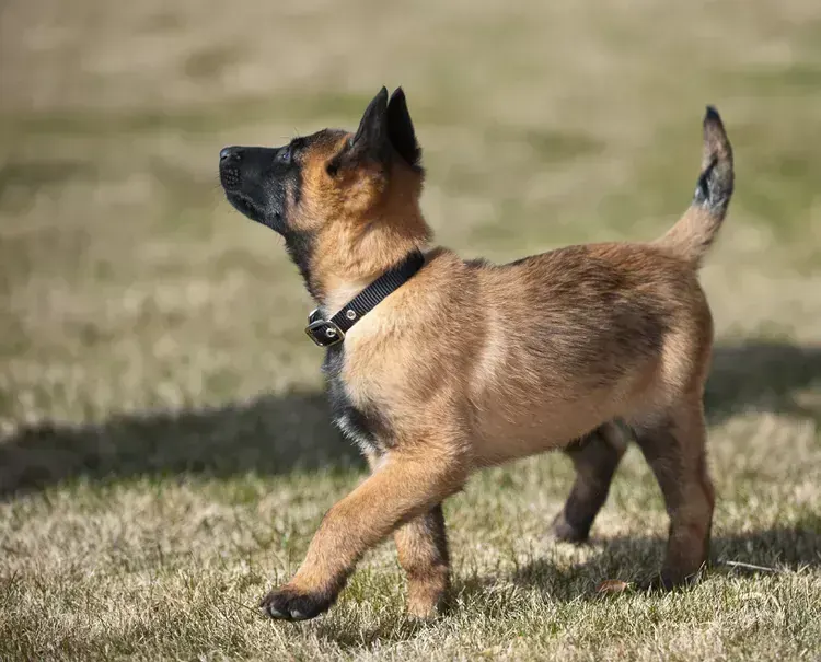 Belgian Malinois Puppy for sale in Ainavilli