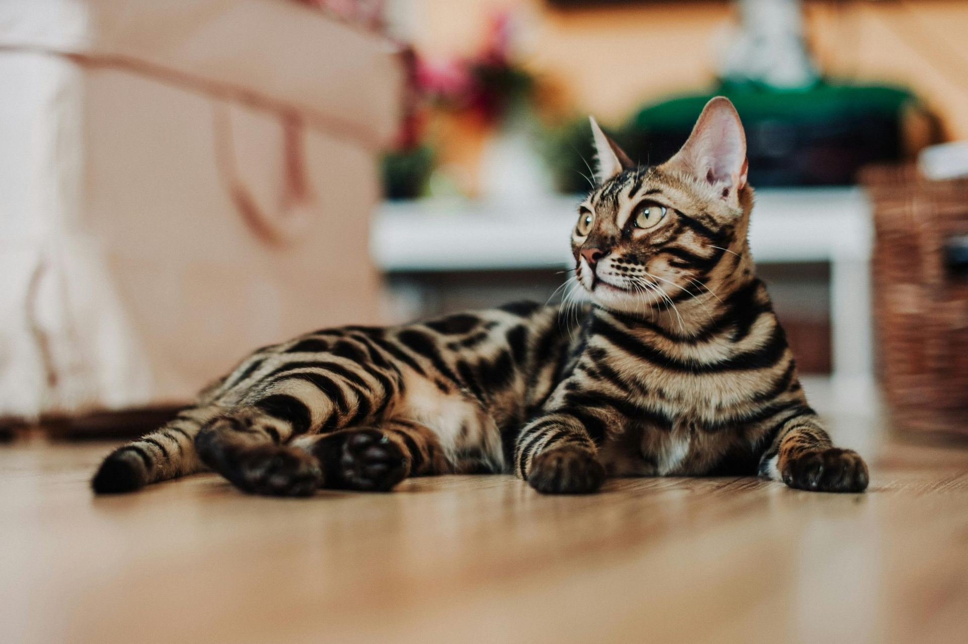Bengal Kittens for sale in Alnavar