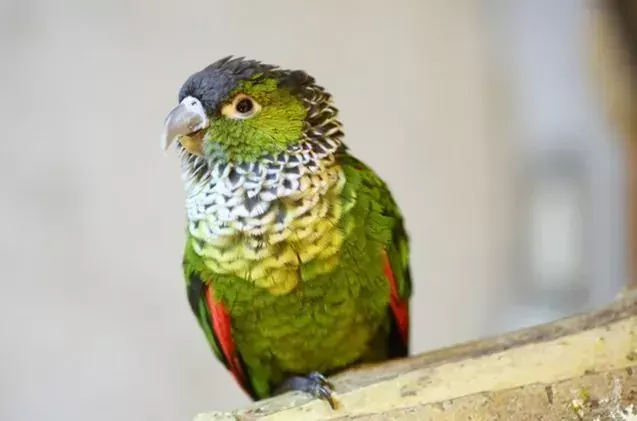 Black Capped Conure for sale in Ainavilli