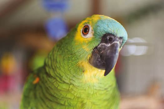 Blue Fronted Amazon for sale in Alappuzha