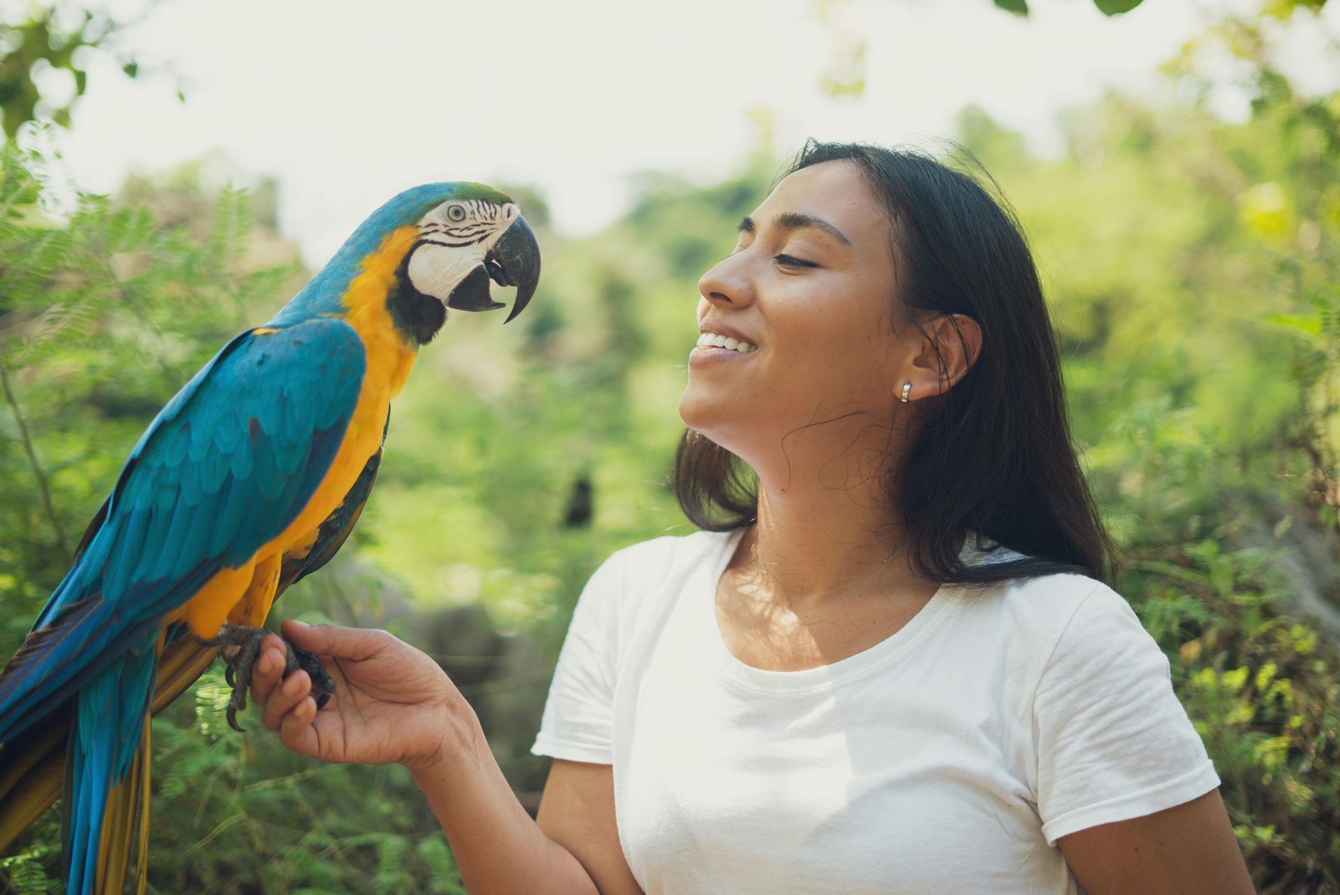 Blue & Gold Macaw - Blue & Gold Macaw