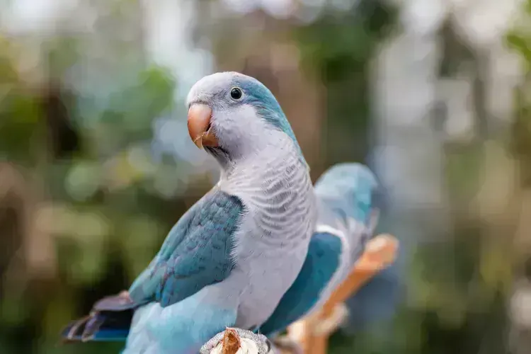 Blue Monk | Blue Quaker Parrot - Blue Monk | Blue Quaker Parrot