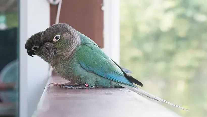 Blue Sided | Turquoise Conure for sale in Alnavar