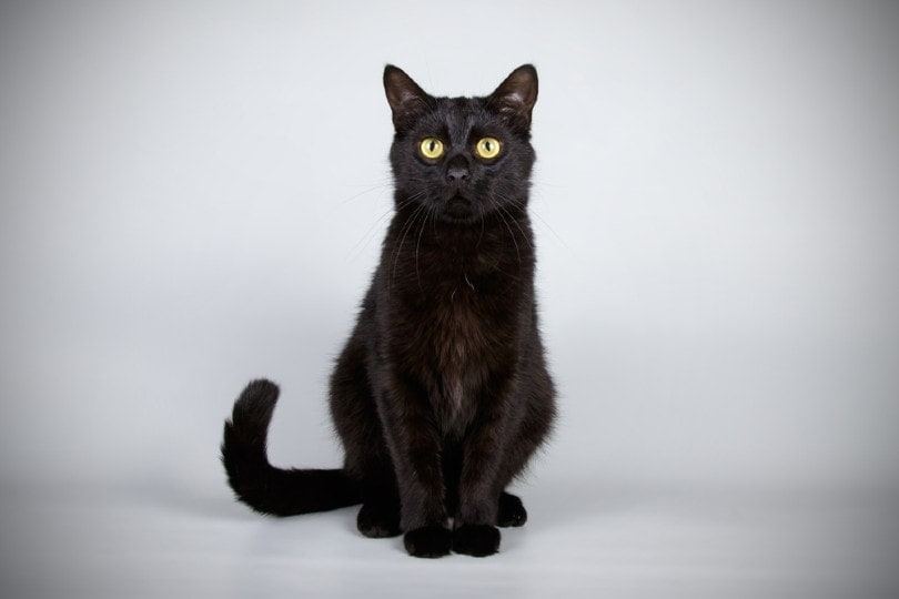 Bombay Kitten for sale in Bhamini
