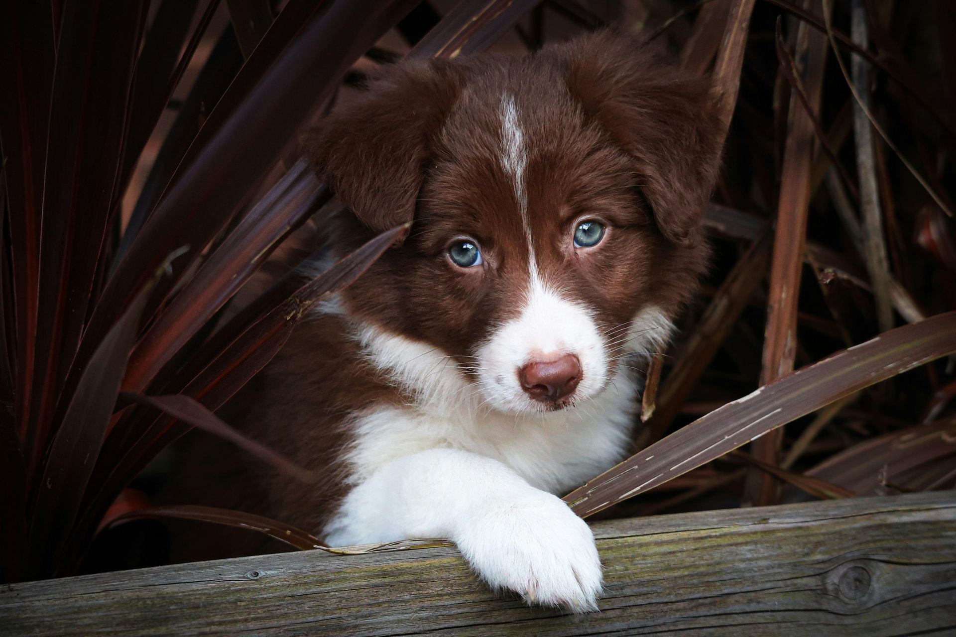 Border Collie Puppy - Border Collie Puppy