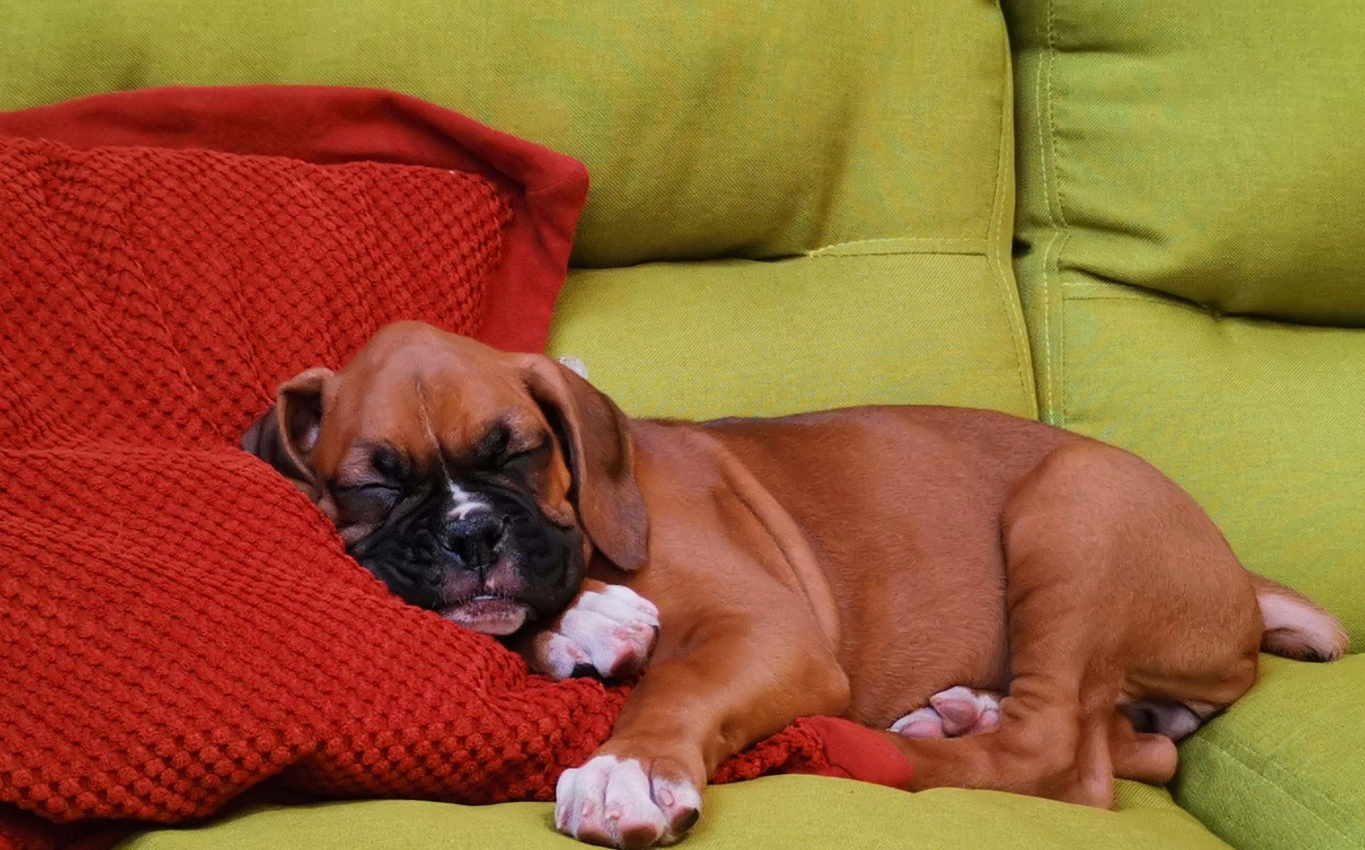 Boxer Puppy for sale in Ainavilli