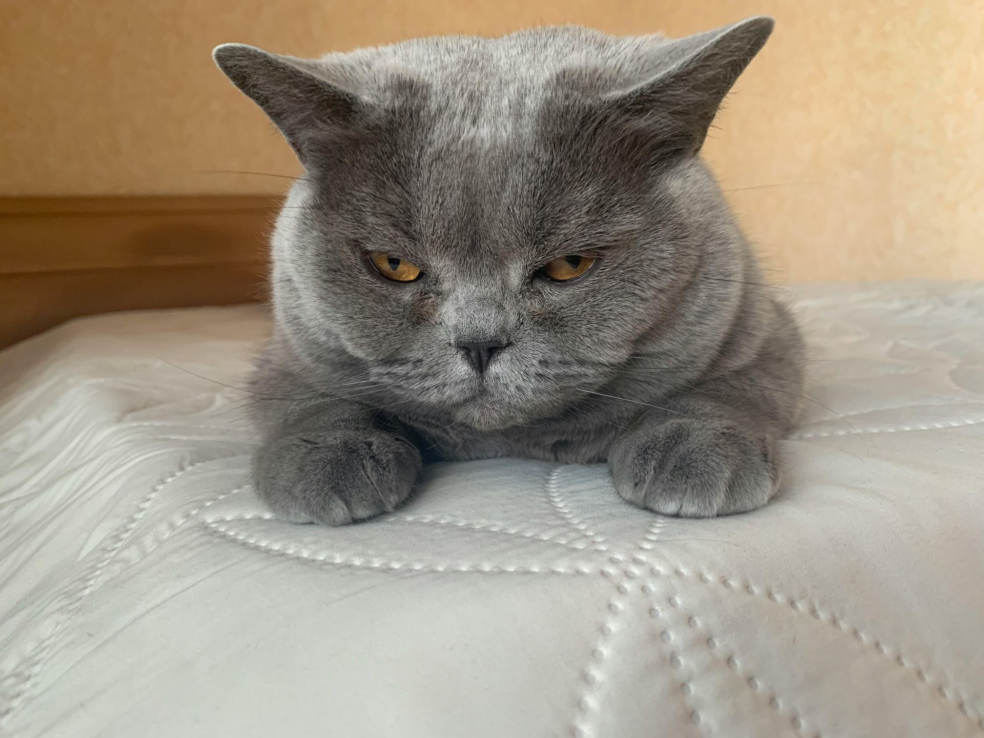 British Short Hair Kitten