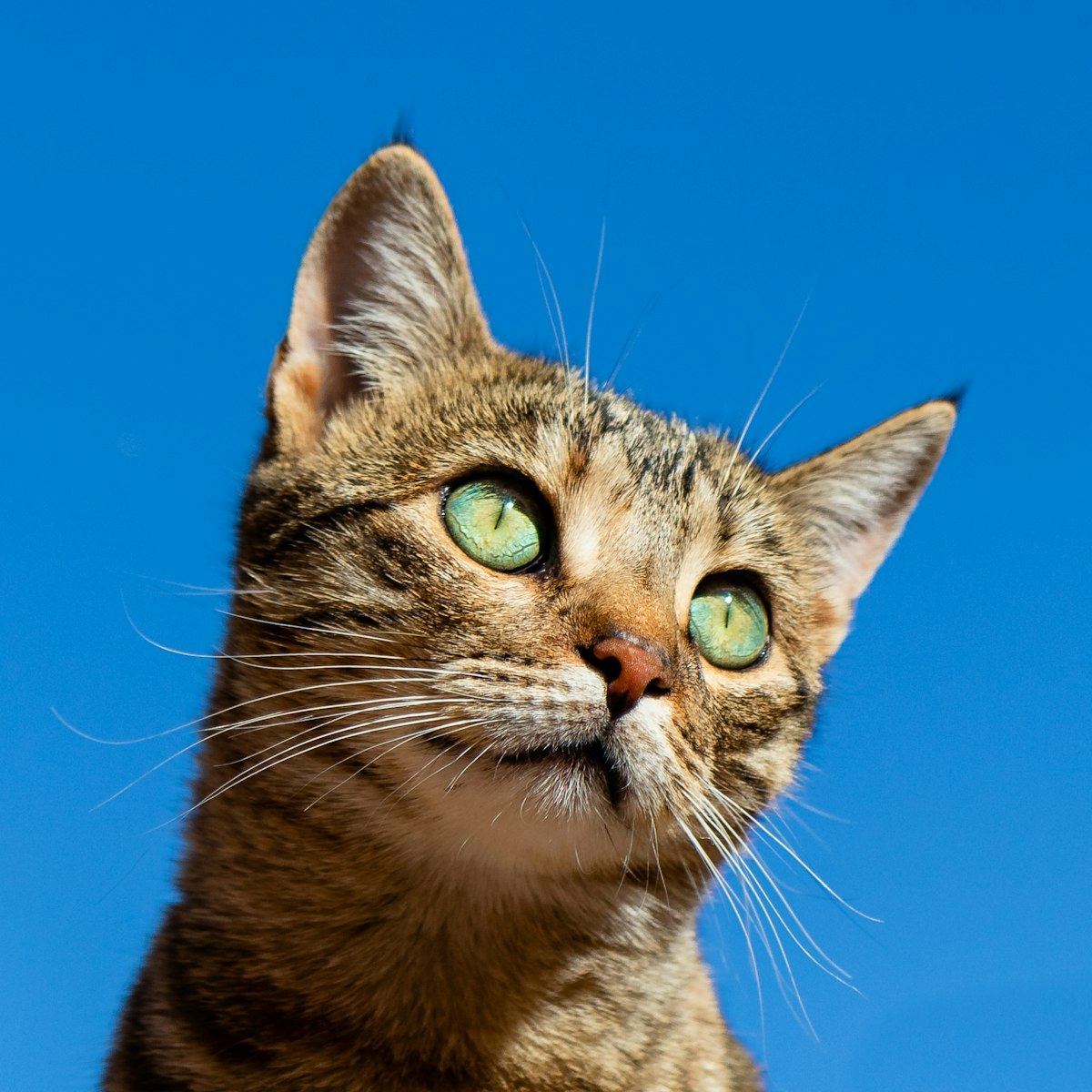 British Short Hair Kittens for sale in Almel