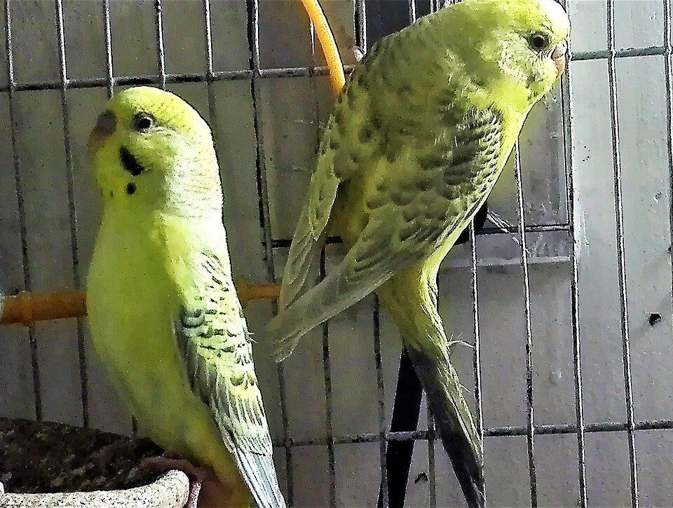 Budgies | Fallow - Budgies | Fallow