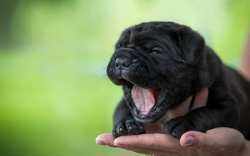 Cane Corso Puppy for sale in Ainavilli