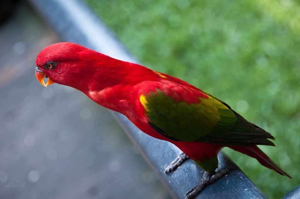 Chattering Lorikeet for sale in Adoni