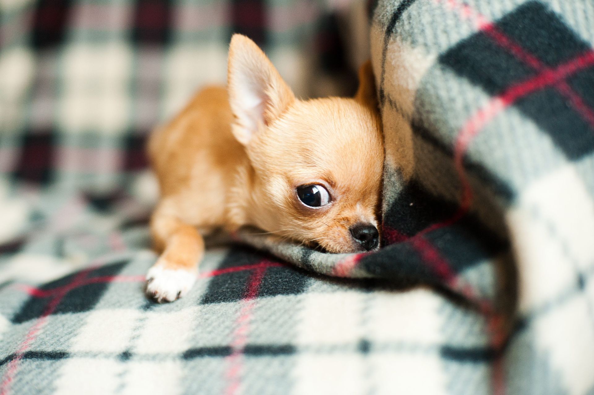 Chihuahua Puppy for sale in Alathur
