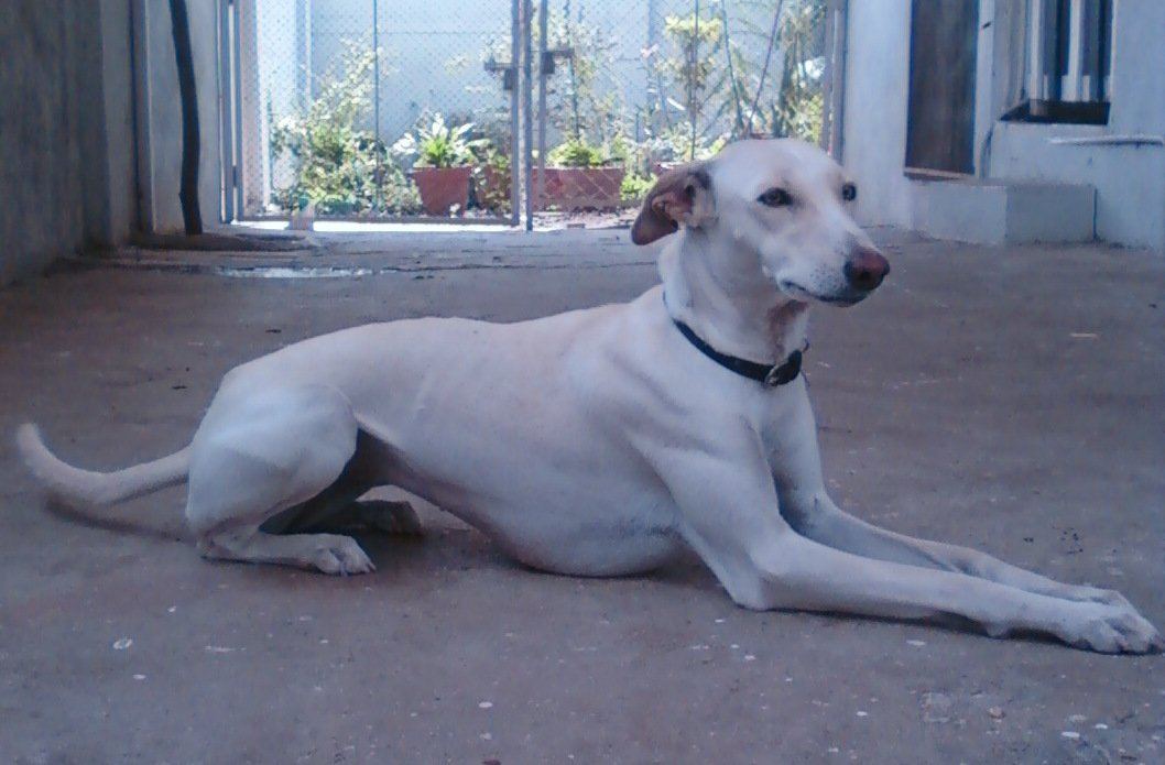 Chippiparai Puppy - Chippiparai Puppy