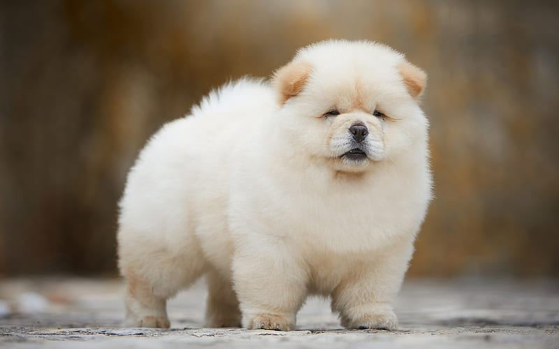 Chow Chow Puppies - Chow Chow Puppies
