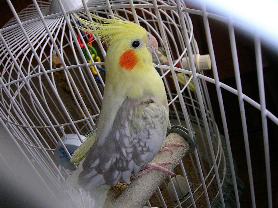 Cockatiel | Pied - Cockatiel | Pied