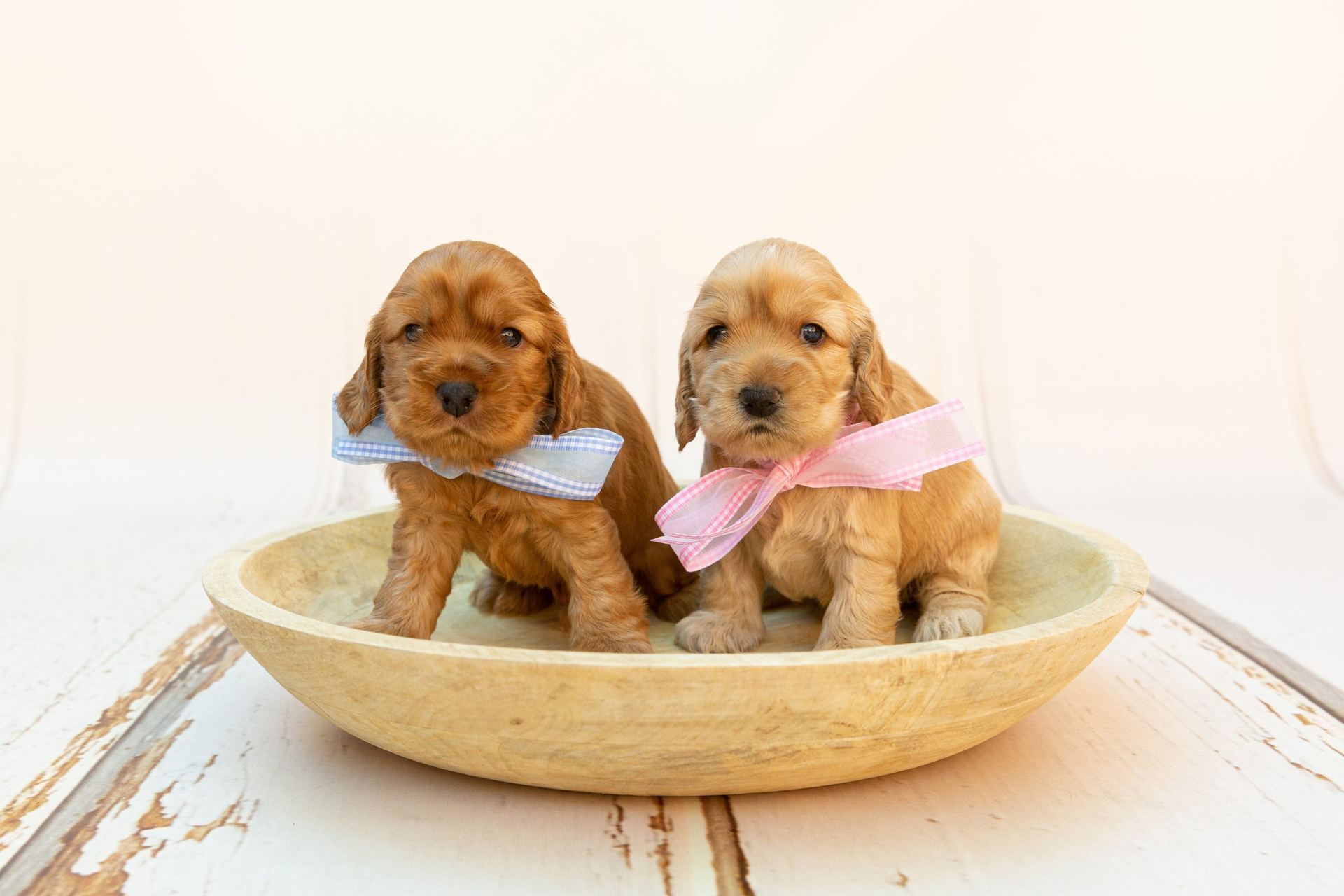 Cocker Spaniel Puppy for sale in Alnavar