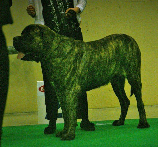 English Mastiff Puppy - English Mastiff Puppy