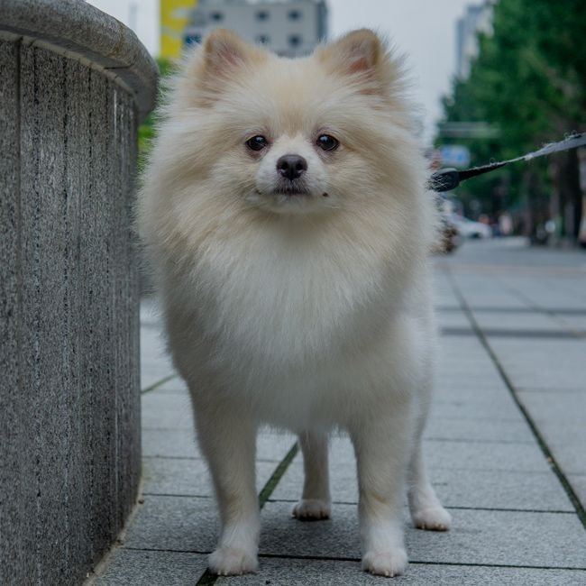 German Spitz Puppy - German Spitz Puppy