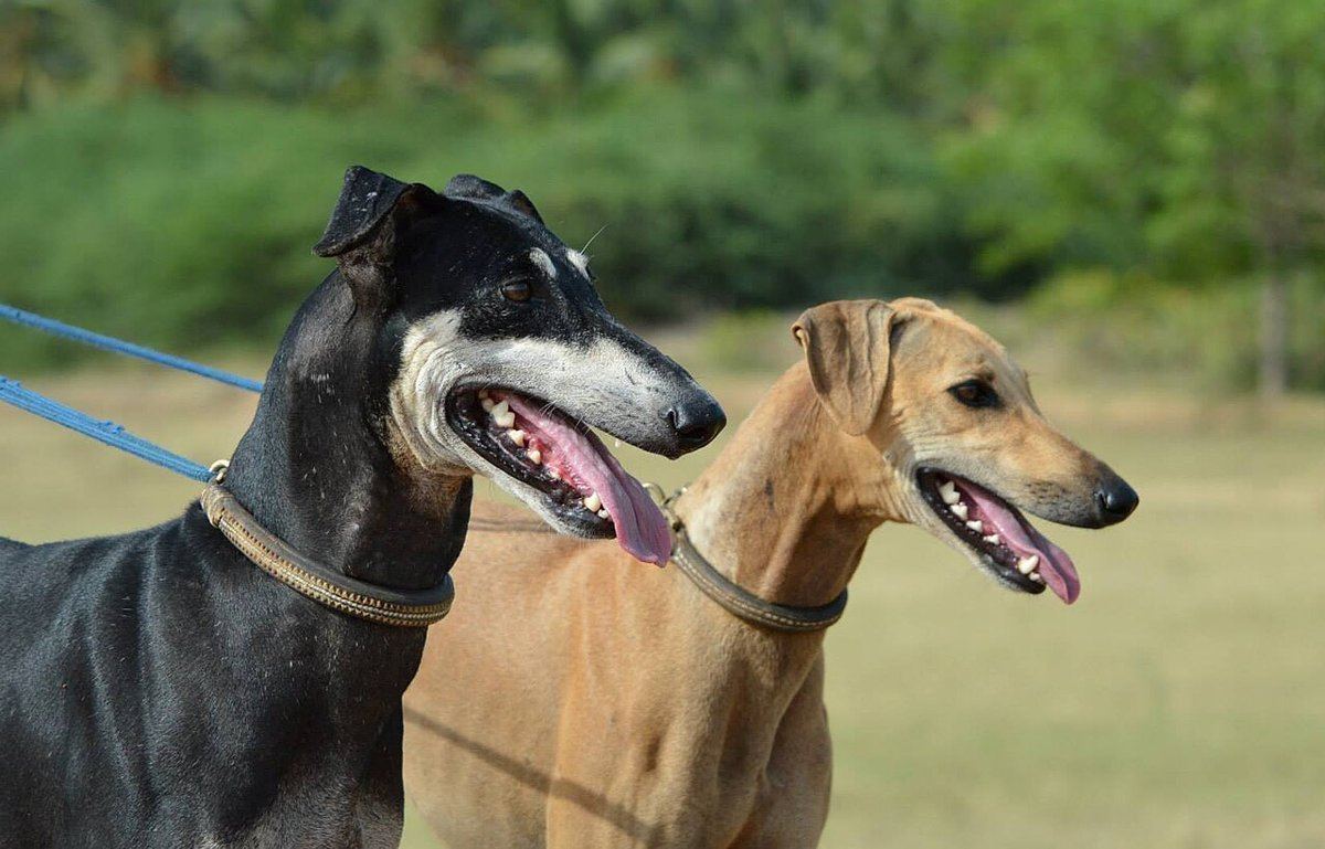 Kanni Puppy - Kanni