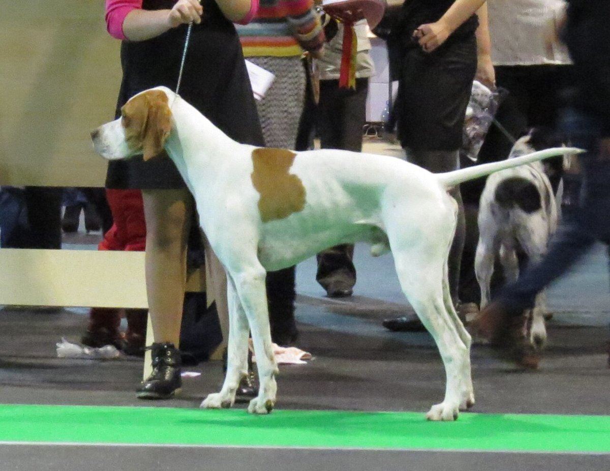 Pointer Puppy - Pointer Puppy