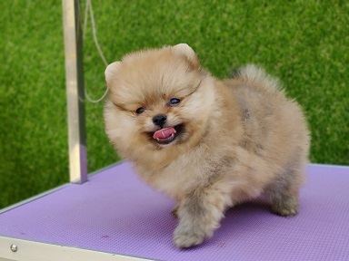 Culture Toy Pom Puppy - Culture Toy Pom Puppy