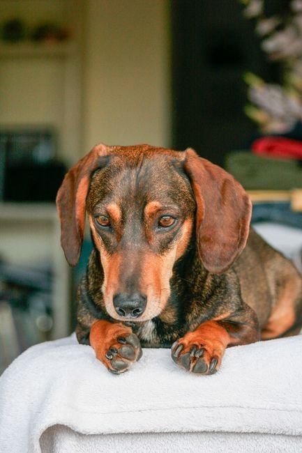 Dachshund Puppy | Brown & Tan - Dachshund Puppy | Brown & Tan
