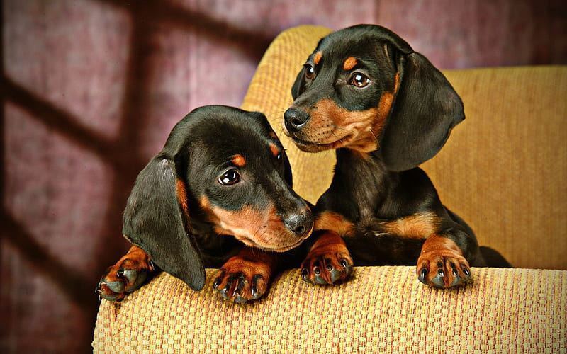 Dachshund Puppy for sale in Aland