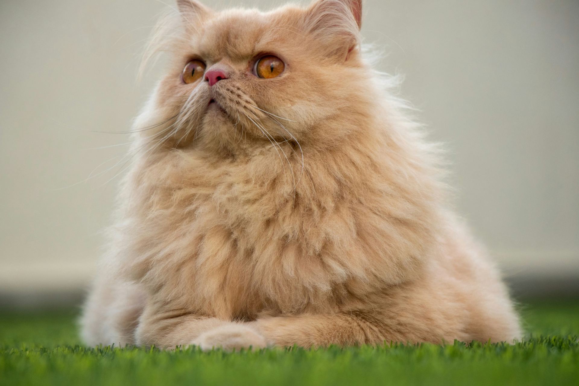 Persian Kitten (Punch Face) cat in Adoni