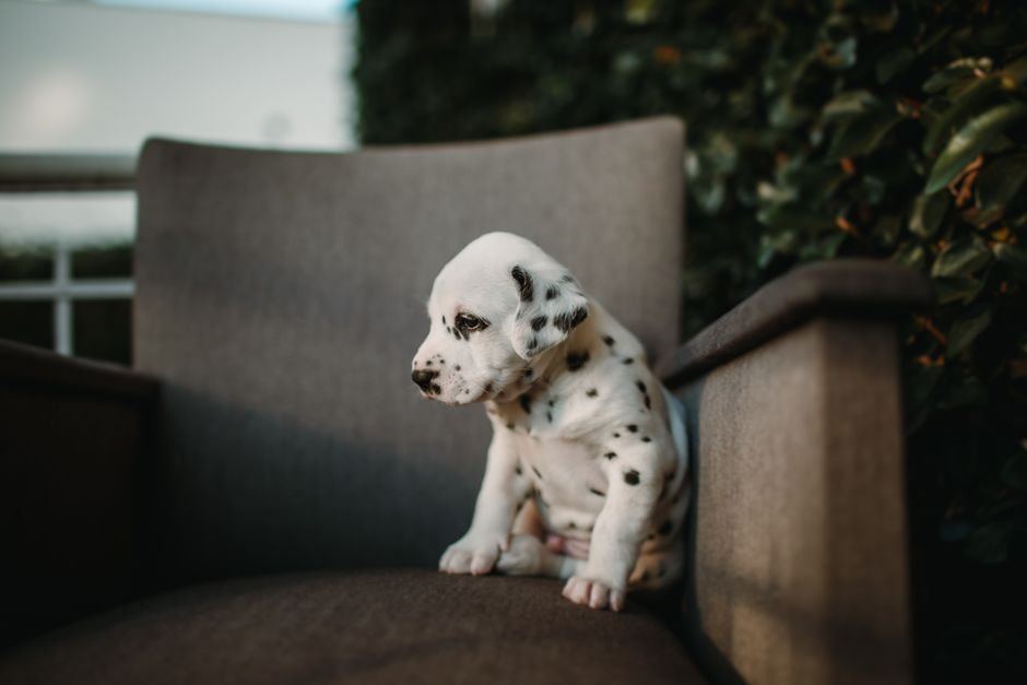 Dalmatian Puppy | Black & White - Dalmatian Puppy | White & Black