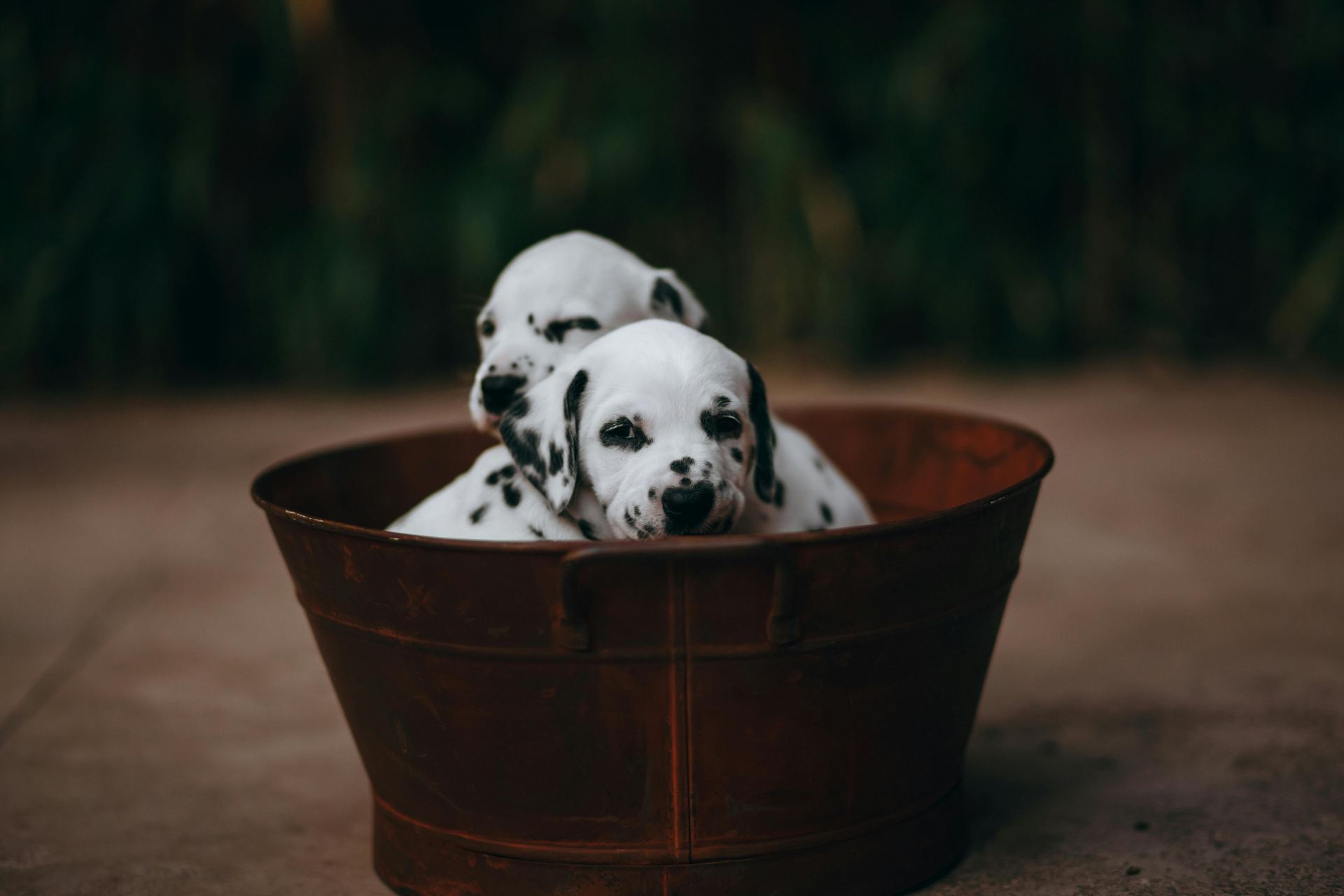 Dalmatian Puppy | Brown Dots for sale in Alathur