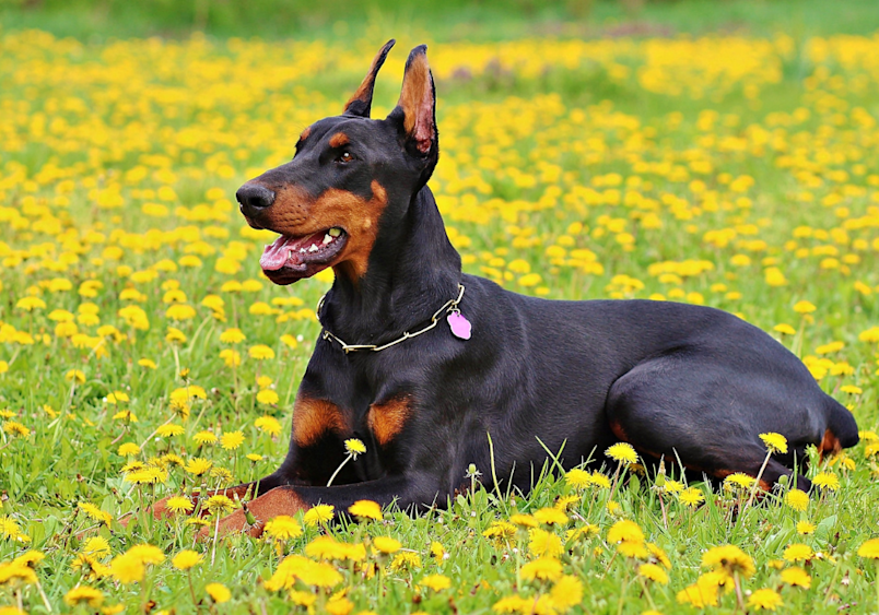 Doberman Pinscher Puppy for sale in Alnavar