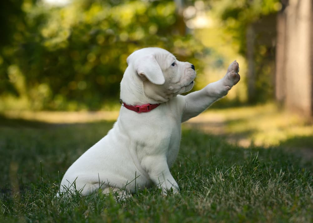 Dogo Argentino Puppy - Dogo Argentino Puppy